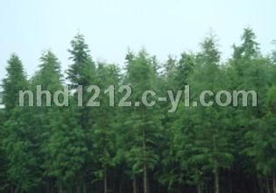 中山杉小苗與眉杉中聯 兩種特色杉樹的識別與種植管理